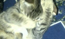 I have a 1 year old gray tabby cat. She just turned a year old September 23rd. I have had her since she was 8 weeks old. She has been declawed and spayed back in April. Will provide certificate of spay. She is very affectionate and great with children (I