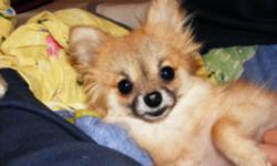 On my way home from work Friday July 1st at around 1:00 am, my toy Pomeranian 'Foxy' managed to sneak out the back door of our home in the Whitney Pier area.
She is an older dog 5 going on 6 years old and has some chronic medical conditions that need