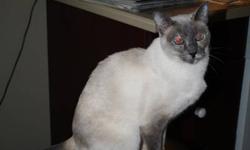 We have two very friendly siamese cats that are need of a new home. They are very affectionate cats but are terrified of children. We now have three children under 5 and our cats hide all day. We would love to find someone who does not have children that