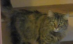 Young medium length haired female tabby. Young short haired female tortie, missing part of her tail. Both cats are spayed, very friendly and used to other pets. They are currently being fostered but are hoping to find their forever homes before Christmas.