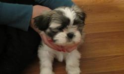We are looking for a new home.  Our owner says we are 2 of the cutest little shih tzus, she probably is a little biased cause she loves us so much. Our mom and dad are on site, so you will have an idea how we will turn out when we are bigger.  We are well