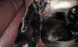 2 female kittens, 6 month old sisters. Very lovable and must stay together.
