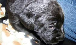 i have 2 female black lab puppies purebred looking for good home perfect christmas gift for the family