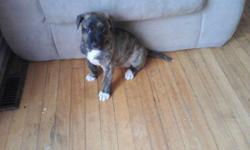 1 brindle  1 white with brindle both female. very playful good with kids eating hard food looking for new homes.