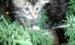 2 beautiful kittens available one black male and one tabby female, all had first shots and been wormed. These are indoor kittens and not barn cats thanks.