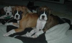 We have 2 female boxer puppies ready to go. 1 brindle and 1 fawn. dew claws, tails, 1st shots & dewormed. Both parents are our family pets.
call 905 892 3716