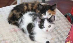 2 Female kittens looking for good homes.One black and white and one calico multi color.Ready to go Oct.23.Please contact by e-mail.Pictures will be posted soon.