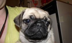 PUG PUPPIES FOR SALE!! A few months ago we decided to breed our girl Stella with a friends pug, as far as we know both pugs are pure breed. We have 2 girls left, both very cute,healthy and playful puppies They have first shots and are dewormed. Just in