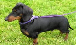 i have two house trained, pure bread dachshunds that are brother and sister (WILL NOT SEPARATE). they are black in color and need a home because master is away at the moment and cannot care for them so they sadly need to go. they are spade and neutered