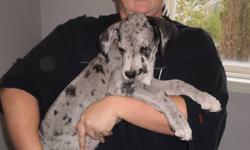 2 GREAT DANE FEMALES LEFT TO FIND THEIR FOREVER HOME.
COME AND PICK YOURS TODAY AS THEY ARE GOING FAST.
 
GREAT PUPPIES, VERY CUTE AND MAKE REALLY GREAT PETS.
 
GREAT WITH OTHER DOGS AND KIDS.
 
MOM IS ON SITE TO VIEW AS WELL.
 
ASKING $400.00 BUT PRICE
