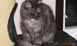 Ms. Nikhila-Nova
($500)
Ms. Nika is a shyer girl that would do best in a single female home, or a home with no young children or other pets...at least not aggressive pets...
She is not aggressive at all...and loves attention - once she trusts you...tends