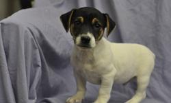 2 male Jack Russell puppies, born Sept. 6th, their parents are both pure bred Jack Russells, extremely friendly, highly intelligent, great companions, very loyal, ready to go to their new homes now, 1st set of shots, dewormed, Vet. checked health papers,