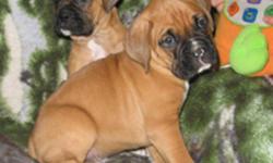 purebred boxxer puppies 2 males left .  first litter of our female,  very loving and snuggly.  just starting to get a tad fiesty .  will be housetrained and  all shots   tails docked etc.
im posting this ad for my mom who  has them . so  to  get  info