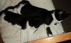 2 black and white
Would be great if the 2 black and white could go together! They are like 2 peas in a pod! they play together, sleep together, eat together. Were the first 2 born and havent seperated since!
All 2 are super cuddly and loveable. they had