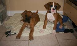 2 male fawn boxer puppies for sale. mother is on site. they both have there first shots, are vet checked, have their tails docked and have been dewormed. they came from a litter of 6 beautiful, playful puppies and ready to go to a good home. If interested