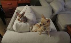 I have two very beautiful male chihuahuas, and unfortunately my life has become extremely busy and I don't have enough time for them. The spotted one is named Diego and the blonde one is named Papito. They will be two years old on March 7. They have both