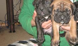 We have two male Mastiff puppies left. One is a brindle and one is a red fawn. Please contact for more information. Pups come with a 2 year health guarantee, registration papers, tails docked, vaccinations, deworming and  life time support!
Our pups are