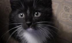 We have 2 indoor kittens avalible, they are about 8 weeks old and ready to go to there new home! They are all healthy kittens that love to play and snuggle! we have one black and white on and a grey striped one. They are litter trained, please indoor