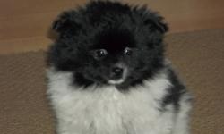 I have 2 female Pomeranian/Japenese Chin puppies left for sale.They have been dewormed 3 times.Not needled.They will mature 10-12 Lbs.They were born Oct.21,2011.Phone calls preferred.Phone 902-467-0602. Price of white pup is 300.00.Black&White one is