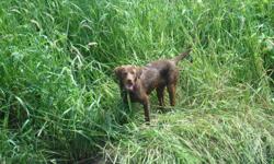 Pure bred black lab and chocolate lab free to good home.  Unforseen circumstances no longer allow us to give them an appropriate home.  Both have been under ground electric fence trained on an acre and a half lot.  Puppy stage is over and they are very