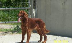 Due to the sale of my home I need to rehome my two irish red setters within the next 6 months. 
Ankor is a 12 year old male, fully house trained, but still has plenty of energy.
Eunice is coming upto her 2nd birthday, she has excellent breeding and is a