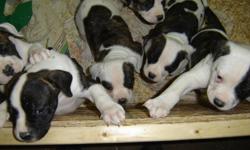 These are purebreed american bulldogs that are standard type. All pups have great nerves, solid temperments, great structure and scissor bites. Both parents are great dogs and are on site. These dogs are great family guardians that love kids and are loyal