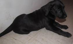 2 Shepherd/Rottweiler/Mastiff puppies 8 weeks old for sale,  one female dark brown with white patch and one very dark brown. Dad is shepherd, mom is mastiff/rottie cross. Very playful, will be 60-80 lbs. Socialized with people and dogs. Message if