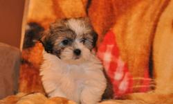 2 female Shih Tzu X Maltese puppies, in 2 pictures each, their father is a Maltese and their mother is a Shih Tzu, they will be 8 to 10lbs full grown, hypoallergenic, non-shedding, good with children, great companions, highly intelligent, ready to go to