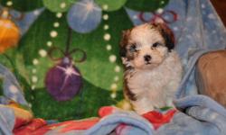 2 male Shipoo puppies, there is 3 pictures of each puppy, their father is a 13 lb pure miniature Poodle and their mother is a 12lb pure Shih Tzu, hypoallergenic, non-shedding, good with children, extremely friendly, highly intelligent, great companions,