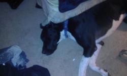 We are looking for a new home for our 2 year old dane. We bought him about a month ago and we need to sell him because we already had 2 dogs and did not know that is all we could have by the township. Someone reported us to the township and we have a