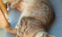 Female tabby cat looking for a good home. 'Mia' will be 2 years old in December.  She is very active and loves to play. She would make a great companion for the person or family who can give her the care and attention she needs. We are looking for a new