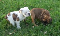 3/4 English Bulldog x 1/4 BullMastiff Puppies
2 Males available.
Awesome looking dog, very playful with good temperament.
 
Tails docked, dew clawed, dewormed, vaccinated and vet checked.
 
$800.00
Please call 204-229-1000 for any questions.
