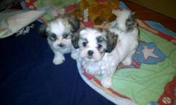 Adorable puppies with lots of love to give.
 
Must go to a good home and are ready to go at the end of October.
Mostly white with light brown/ black tips. Very petite.
When the puppies are full grown they will be approx. 7 pounds.
 
Because these puppies