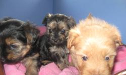 3/4 Yorkie puppies for sale
family raised excellent with kids
first shots and worming
Paper training started
2 males 1 female