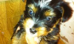 Small male puppy. Mom is a yorkie poo, daddy is yorkie ( 1/2 Biewer Yorkie( tricolored yorkie ). That is why he is colored the way he is. Will be vet checked with first shots done this weekend. Nonshedding. We are located just east of Edmonton near