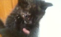 I have 3 kittens ready for their loving homes!! They are fully litter trained and eating solid food! They have not been needled or dewormed and are free to a loving home! Have been socialized with children and my chocolate lab!
Kitten #1-Female Beautiful