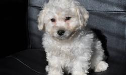 3 male Bichon X Poodle puppies, 2 pictures of each puppy. The father is a pure bred 13 lb Poodle, the mother is a pure bred 12 lb Bichon. Hypoallergenic, non-shedding, great with children, good companion, extremely friendly, ready to go to their new homes