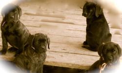 We are offering some really wonderful female English Mastiff Puppies at a truly unbelievable price. I have 3 puppies available from beautiful Amber she is AKC registered and 140 lbs. The sire is our stunning 217 lb AKC registered brindle male Cashious