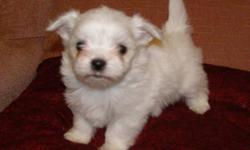 I have 3 female Maltese for sale who were born November 21 and will be ready for their new homes by the middle of January only, They will be between 3 to 6  lbs full grown.  They will be vet checked, first needle and wormed several times.  I ask for a