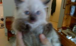 Price has been reduced from 450 to 375 .They are all gorgeous and there are 3 left. Kittens are seal point and 1 male is Mitted. They are raised with children , other cat's and have been around dog's . They are eating solid food and they are playing.
