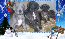 3 Great Dane Puppies looking for a home for Christmas raised in our home with kids and other pets  both parents are on site we have 1 male Black Left asking $450 and 2 Male Brindle pups asking $800 call 705-848-4398 or 705-849-7398 Delivery can be