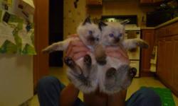 Ragdoll kittens for sale 3 male, come with vet check shots and dewormed. please call for more info or email.$350.00 each
 Ask for Mark 519-755-1261
mailto:markdbell@rogers.com