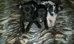 3 pure bread short haired chihuahua puppies, Born September 26, 2011 in need of good homes. Im asking $350 cash / puppy. Price includes all their first shots & checkups. The 2 black ones are males, and the white and black female. All 3 puppies are trained