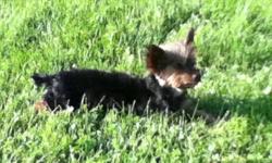I am looking to rehome my rescued yorkie. I will be screening potential buyers. I will give full details to people who are interested. I am only asking for the $250 to cover the vet bills I have incurred since rescuing him. He will need an investment on