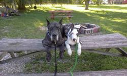 i have a 4.5 month old great dane pup for sale she is about 50 lbs . she is a harliquin with some blue murle harliquin  spots . she is a very well behaved pup listens very well she is a loving girl , she is kinda shy when she meets new people but when she