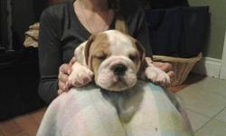 THERE READY TO GO !!!!!!!
We have 4 healthy, happy wrinkly 9 week old pure bred English bulldogs for sale. We have 2 males and 2 females . The puppies are vet checked, dewormed and have first shots. Both parents are registered English bulldogs and live on