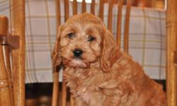 4 female Cockapoo puppies, 2 pictures of each female puppy, their mother is in the last picture, they will weigh 13 to 16lbs when full grown, non-shedding, hypoallergenic, good with children, extremely friendly, ready to go to their new homes now, 1st set