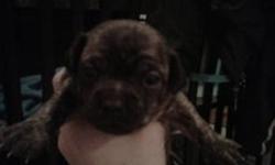 My chihuahua/boston terrier has a litter of 4 litte girls, they will be ready for their new homes in January 2012, If your interested I would require you put atleast $100.00 to hold the puppy of your choice. they will be up to date with shots and