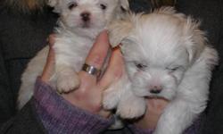 I have 4 female Maltese for sale who were born November 21 and will be ready for their new homes by the middle of January only, They will be between 3 to 6  lbs full grown.  They will be vet checked, first needle and wormed several times.  I ask for a