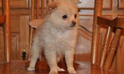 4 toy Pom-Chi puppies, 2 males in the first 4 pictures and 2 female in the last 4 pictures, they will be 4 to 6lbs when they are full grown, their father is a Chihuahua and their mother is a Pom, highly intelligent, extremely friendly, great companions,